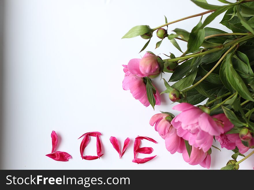 Flowers pink peonies on a white background. and petals love, Word love made of petals