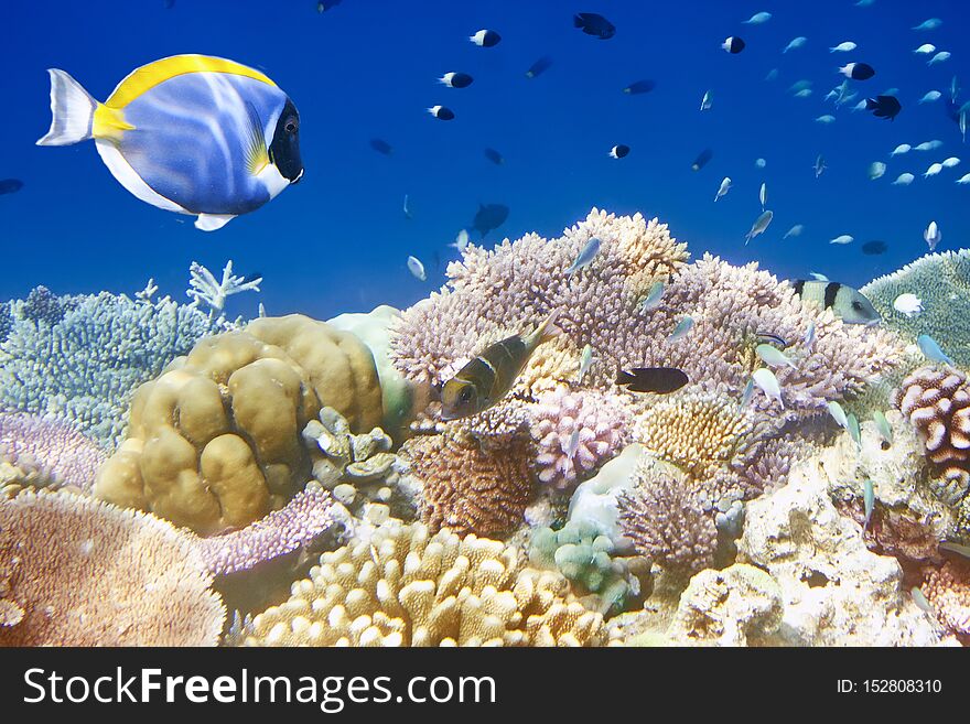 Fishes in corals. Maldives. Indian ocean.