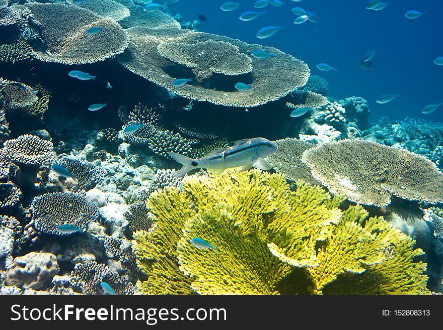 Fishes in corals. Maldives. Indian ocean.