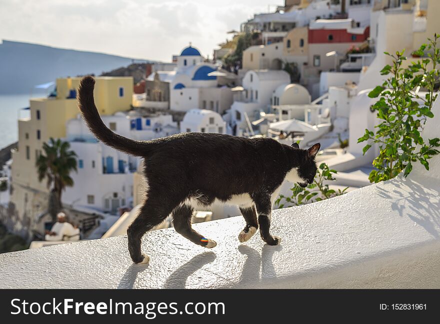 A cat sitting on white house and looking at the sea in Santorini Island, Greece