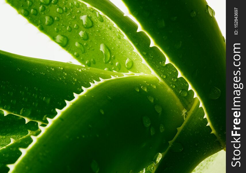 Green Aloe With Water Drops