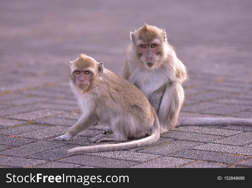 A photo of little monkeys during a travel in Mauritius. A photo of little monkeys during a travel in Mauritius