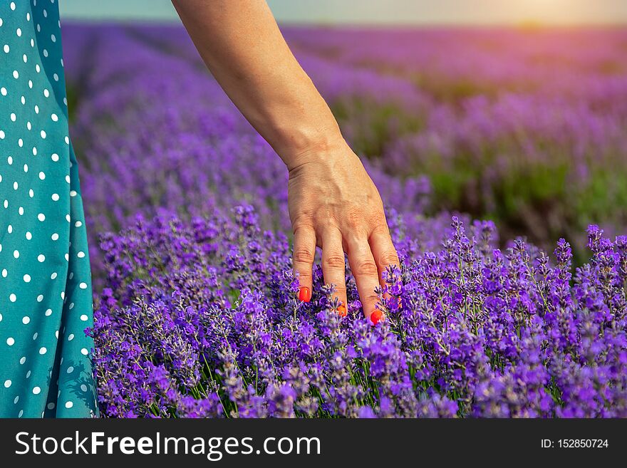 Beautiful lavender fields on a sunny day. Girl leads her hand over lavender.Moldova.