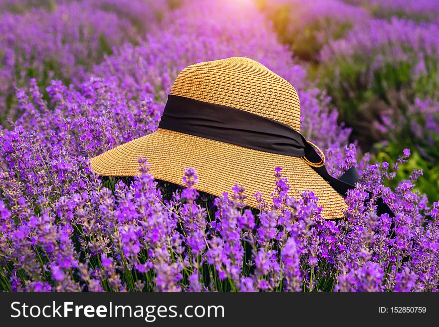 Beautiful hat on a lavender field on a sunny day