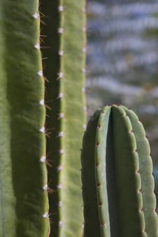 Cactus Close-Up Stock Images