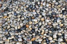 Small Shell Background Royalty Free Stock Images Small Shell Background Royalty Free Stock Images