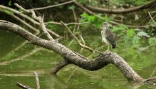 Black Crowned Night Heron Stock Photo