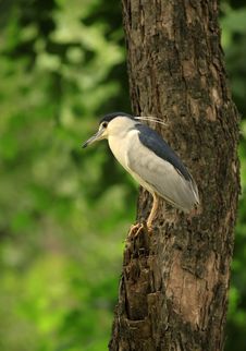 Black Crowned Night Heron Royalty Free Stock Images