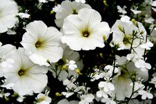 Beautiful White Zinnias Flowers Royalty Free Stock Photos Beautiful White Zinnias Flowers Royalty Free Stock Photos