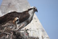 Osprey And Chick Royalty Free Stock Image Osprey And Chick Royalty Free Stock Image