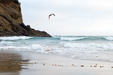 Southern California Beach With Flying Birds Royalty Free Stock Images