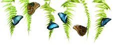 Blue Morpho Butterflies Royalty Free Stock Photo Blue Morpho Butterflies Royalty Free Stock Photo