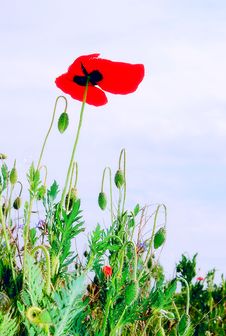 BLUE SKY And POPPY Royalty Free Stock Photo BLUE SKY And POPPY Royalty Free Stock Photo