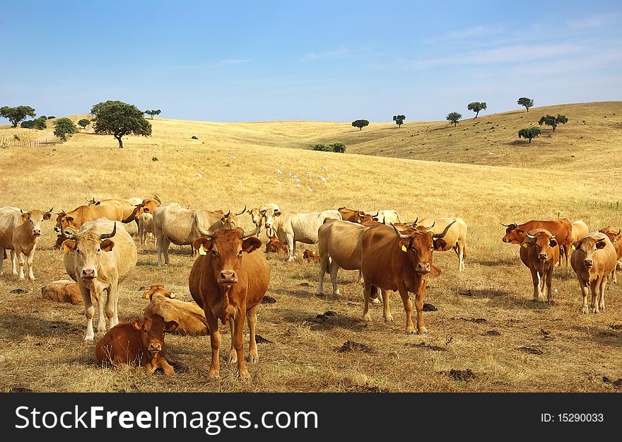 Cows In Alentejo Field.