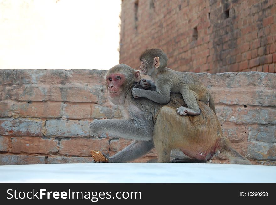 This pic taken in Vrindavan, India shows an alert mother monkey with her baby on her back. This pic taken in Vrindavan, India shows an alert mother monkey with her baby on her back.