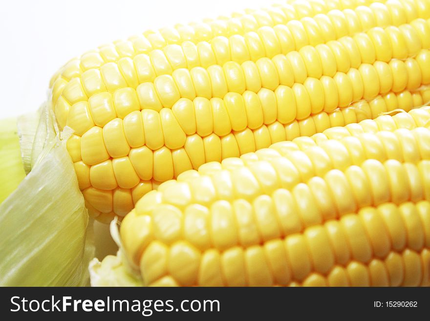 Two newly harvested corns on white background. Two newly harvested corns on white background.
