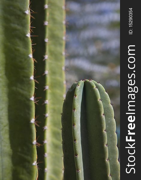 Close-up of Sharp Spines On A Green Cactus Plant. Close-up of Sharp Spines On A Green Cactus Plant