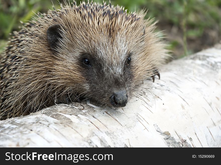 Hedgehog on a walk in the woods