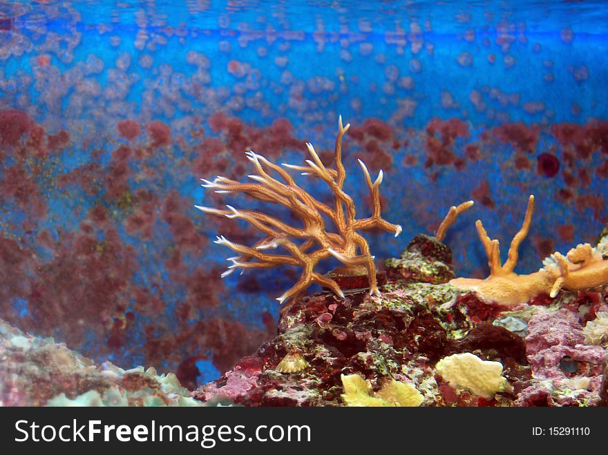 Hard coral and the marine tank. Hard coral and the marine tank