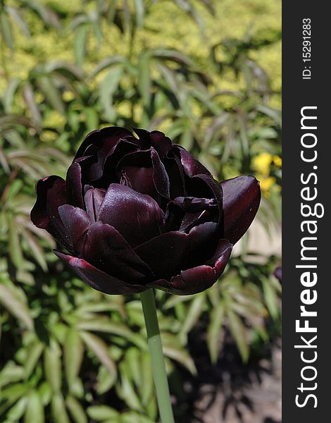 Dark tulip in the garden