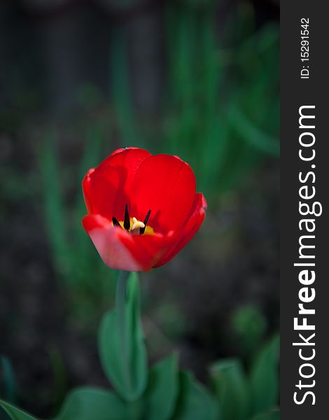 Red tulip with sharp stamens and pistil. Red tulip with sharp stamens and pistil