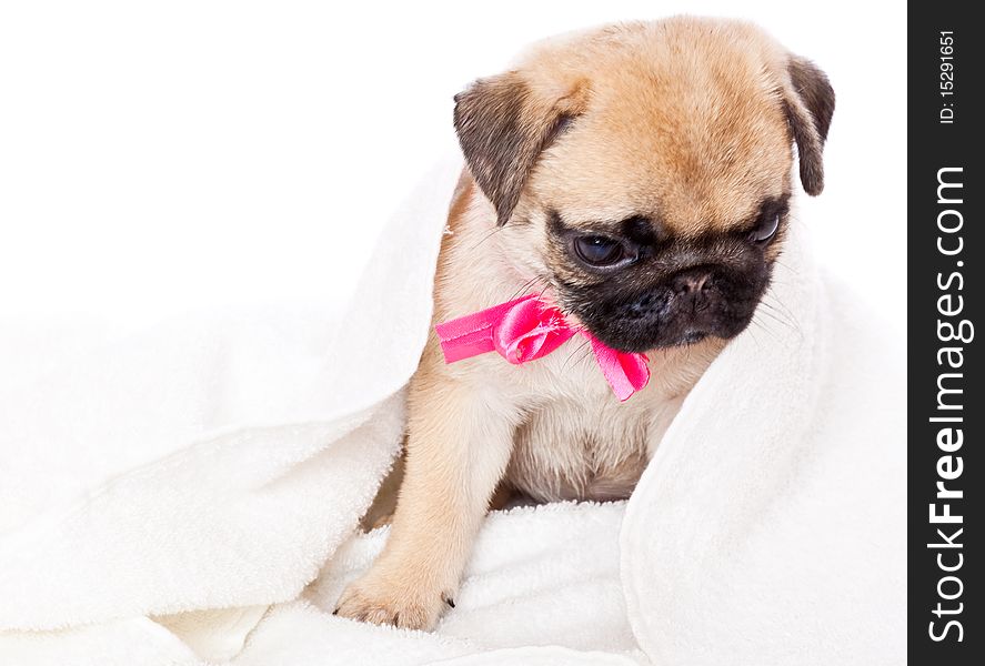Puppy of pug towel. Isolated on white. Puppy of pug towel. Isolated on white