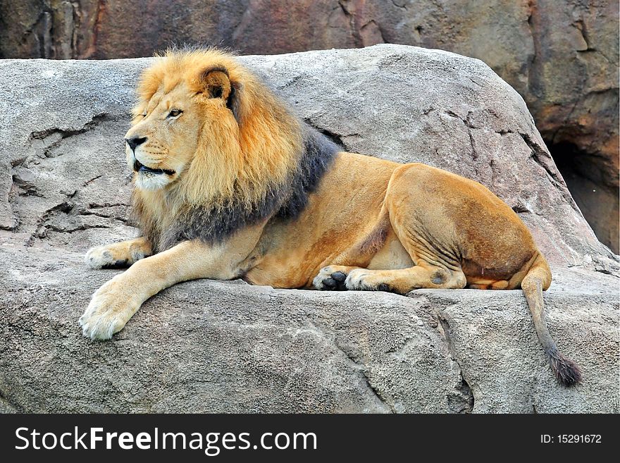 African Lion resting on top of a rock. African Lion resting on top of a rock