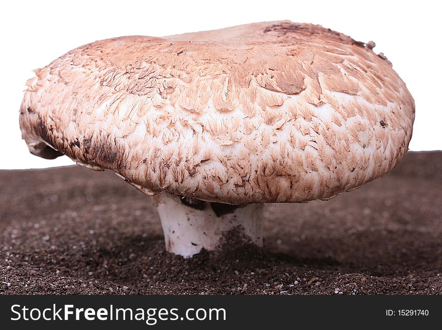 The big mushroom with a brown hat in a friable ground.