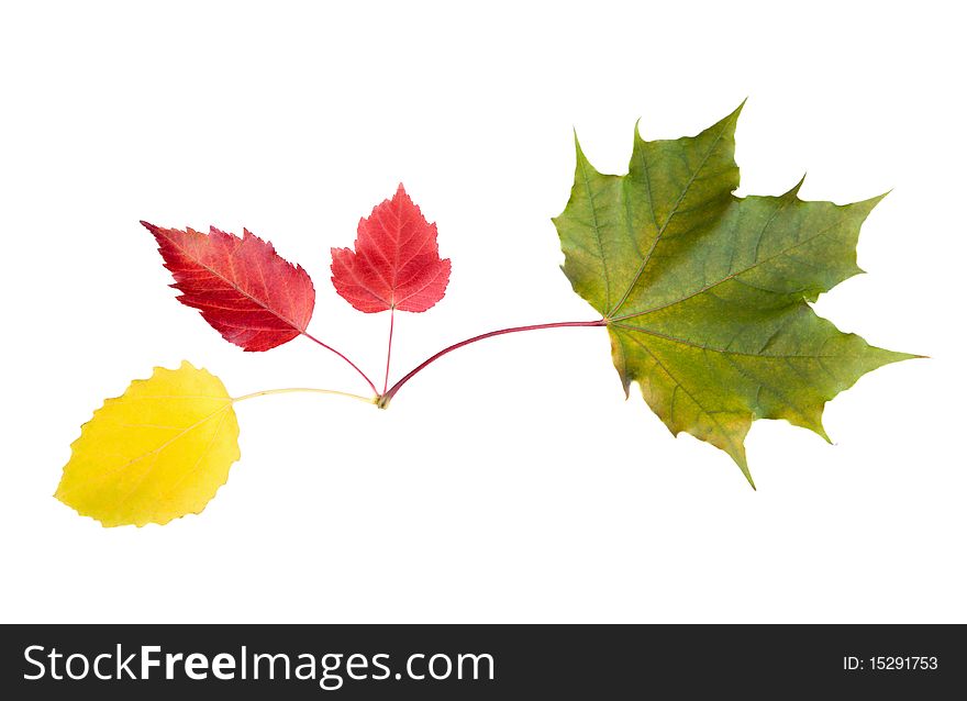 Autumn leaves isolated on white