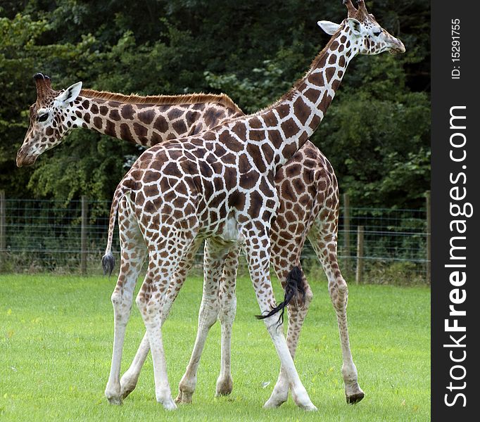 Giraffes At Folly Farm