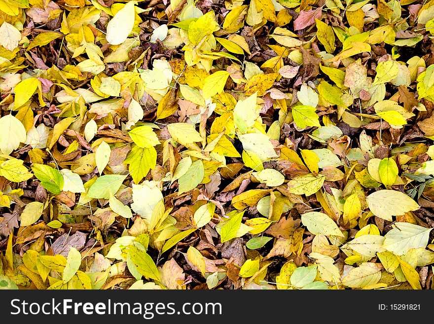 American maple leaves covering the ground