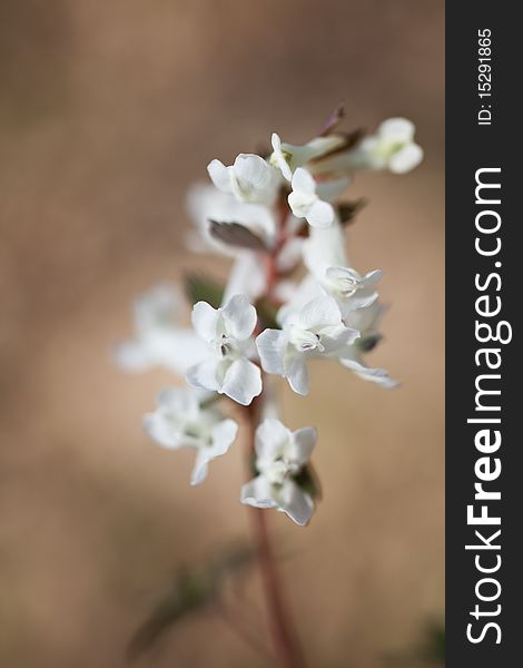 Beautiful white flowers of Bulbous Corydalis in spring on brown background.