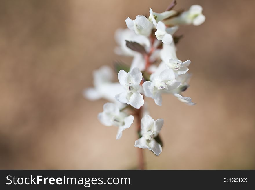 Beautiful white flowers of Bulbous Corydalis in spring on brown background.