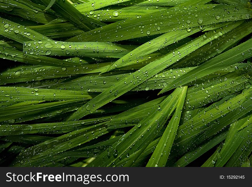 Tiny drops of rain on blades of ornaental grass. Tiny drops of rain on blades of ornaental grass