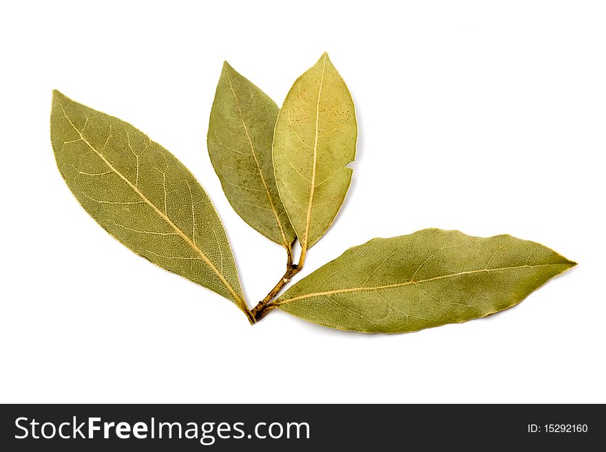 Bay leaves isolated on white background