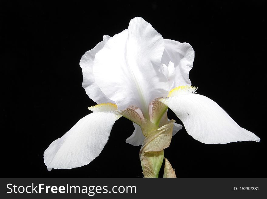 Irises in the black background