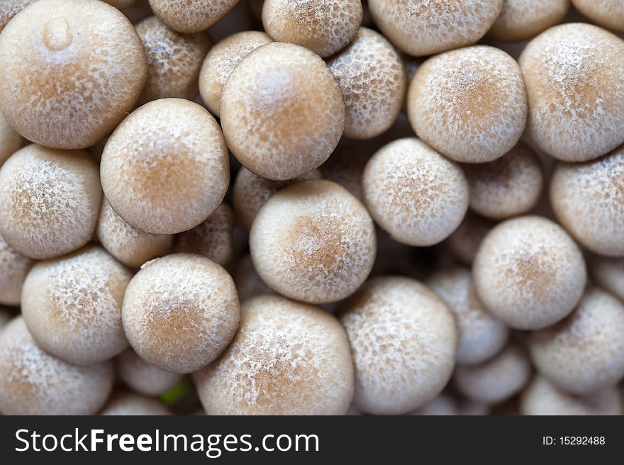 An image of Hypsizygus tessellatus edible mushrooms. An image of Hypsizygus tessellatus edible mushrooms