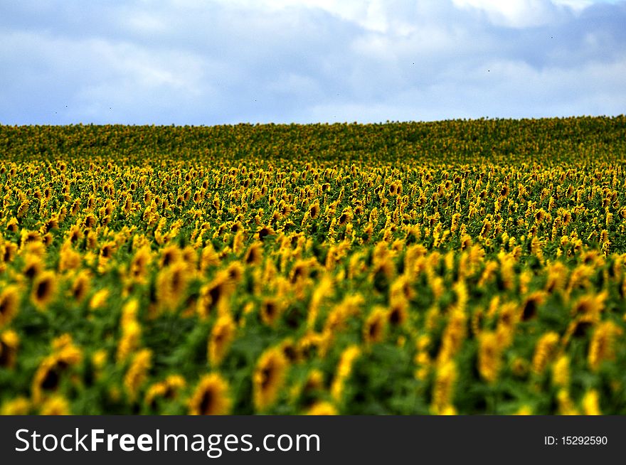 Fields planted with sunflowers with blue sky. Fields planted with sunflowers with blue sky