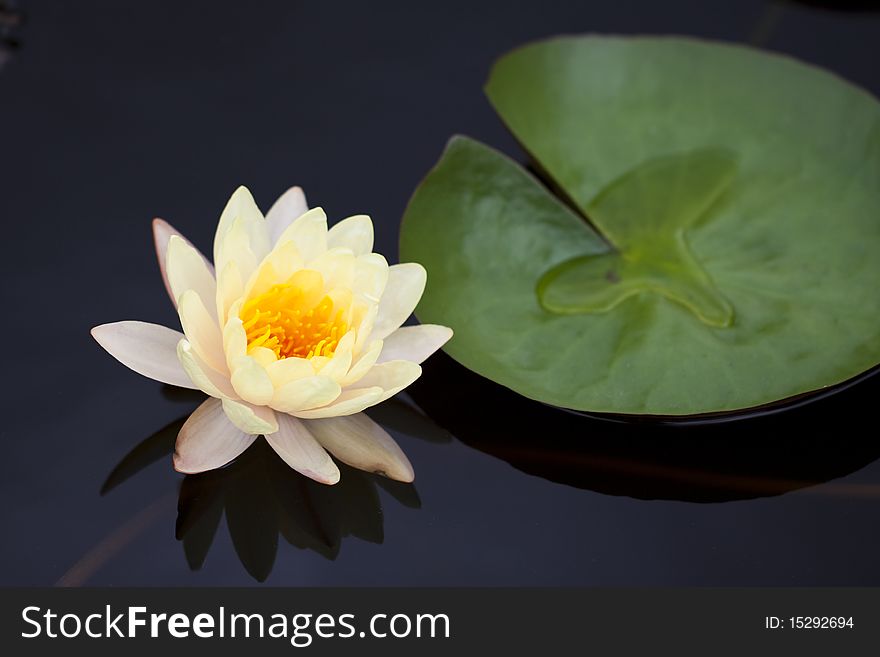 Yellow water lily in a pond with refection