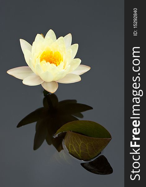 Yellow water lily in a pond with refection