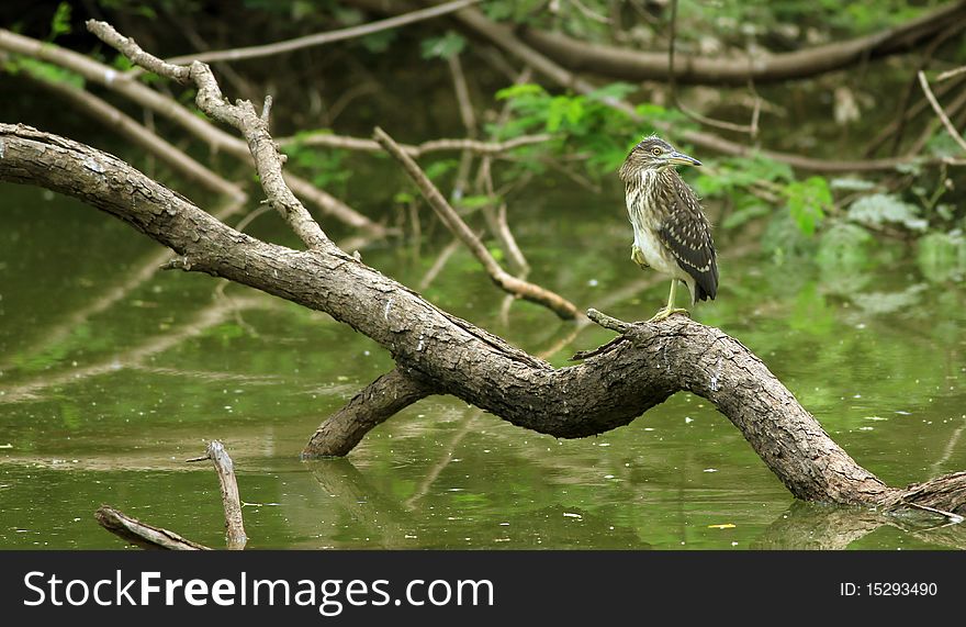 Black Crowned Night Heron