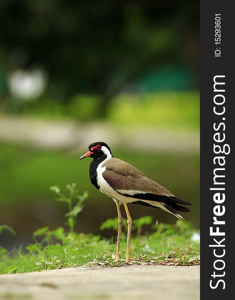 Wildlife photo of red wattled lapwing in outdoors.