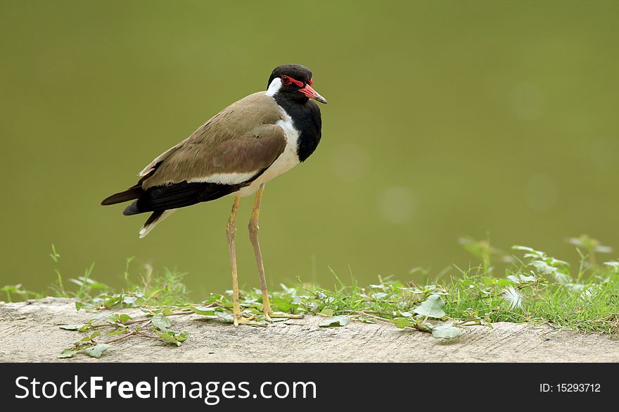 Wildlife photo of red wattled lapwing in outdoors.