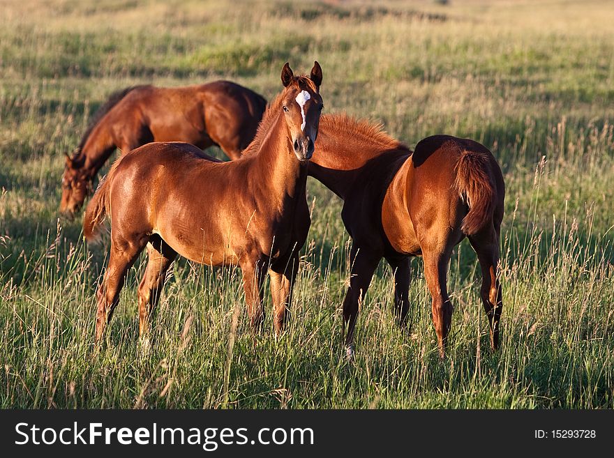 Two sorrel quarter horse colts in a pasture of tall grass, one looking directly at camera. There is a bay mare grazing in the background. Shallow depth of field. Two sorrel quarter horse colts in a pasture of tall grass, one looking directly at camera. There is a bay mare grazing in the background. Shallow depth of field.