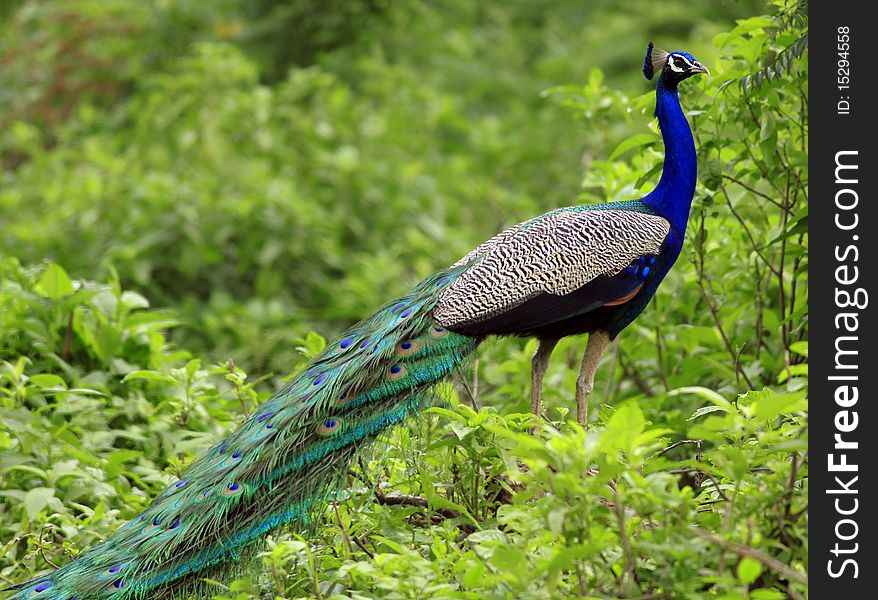 Beautiful pose of peacock with colorful feathers tail. Beautiful pose of peacock with colorful feathers tail.