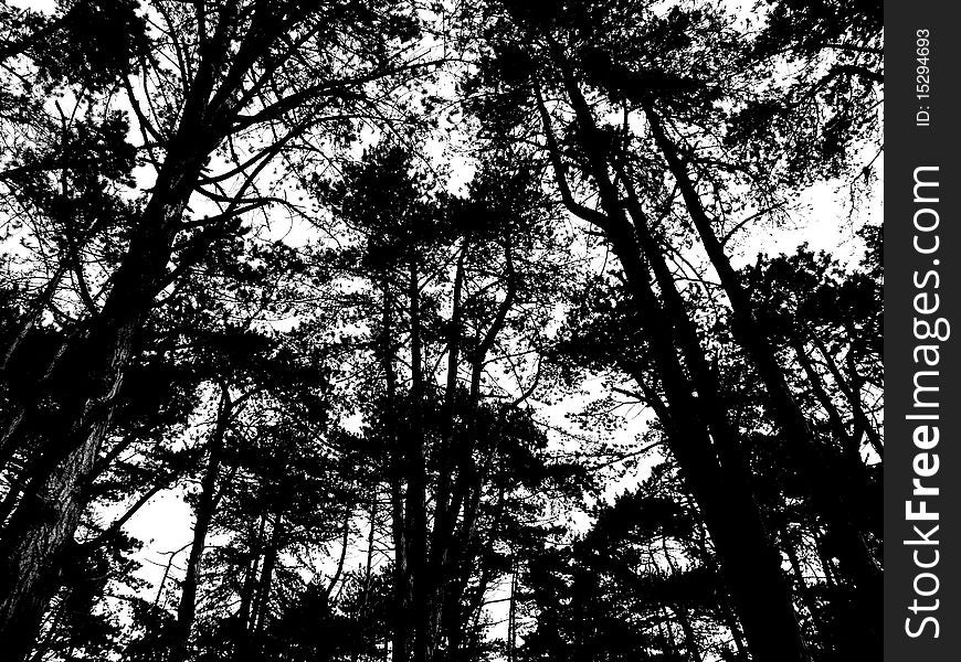 A Pine forest in monochrome. A Pine forest in monochrome