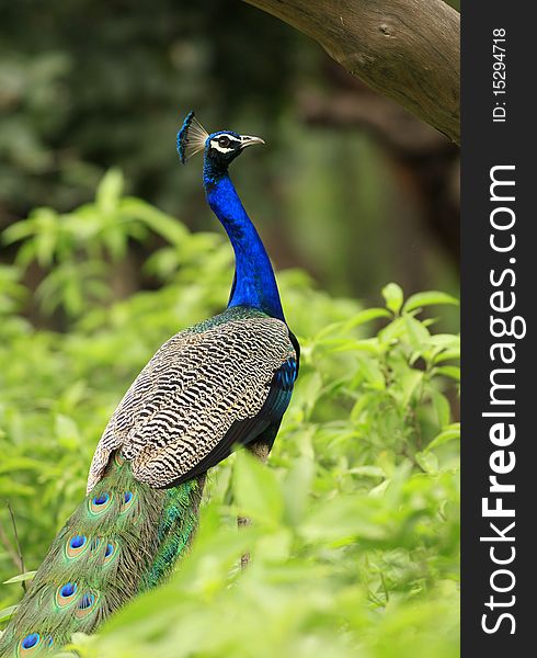 Beautiful pose of peacock with colorful feathers tail. Beautiful pose of peacock with colorful feathers tail.