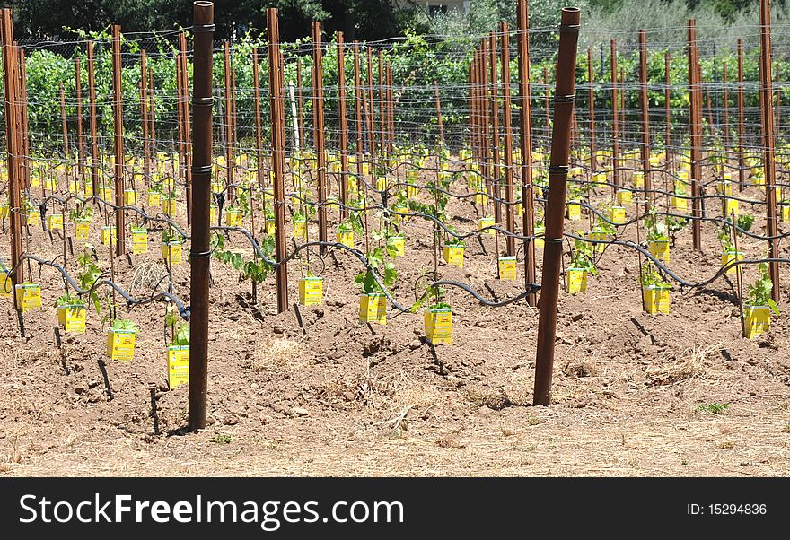 Young vineyard in Sonoma California