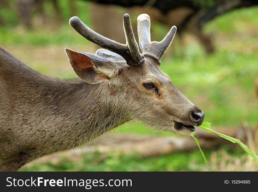 Spotted deers face closeup shot.