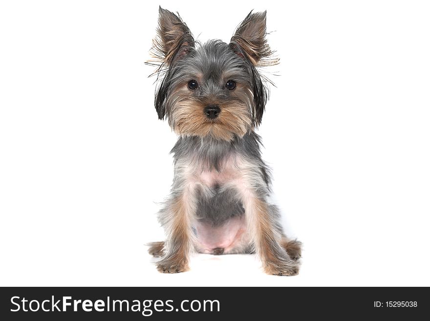 Puppy yorkshire terrier on the white background